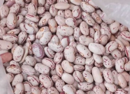 خرید و فروش لوبیا چیتی در رفسنجان با شرایط فوق العاده